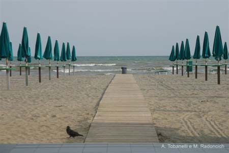 Grado alba