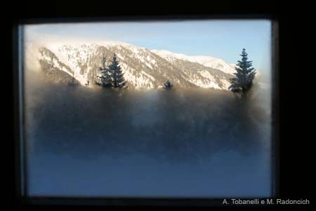 Sauris